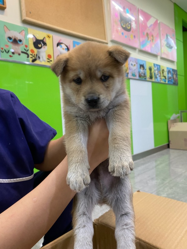 펫앤쉘터동물병원_441378202301730